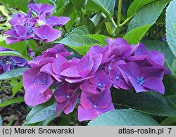 Hydrangea macrophylla Frisbee Hot Pink