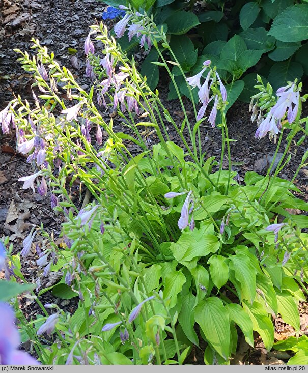 Hosta Eric Smith