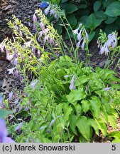 Hosta Eric Smith