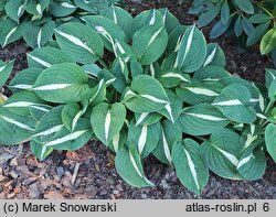 Hosta Risky Buisness