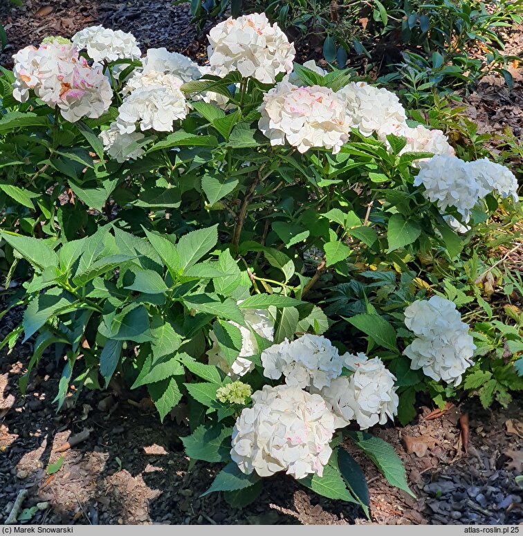 Hydrangea macrophylla Vanilla Sky