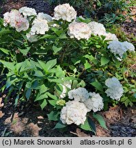 Hydrangea macrophylla Vanilla Sky