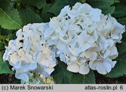 Hydrangea macrophylla Vanilla Sky