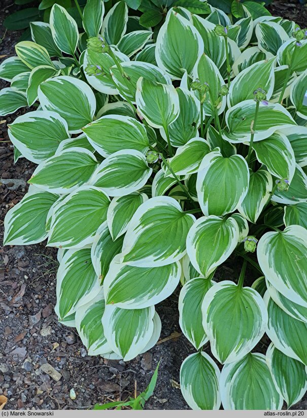 Hosta Emily Dickinson