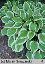 Hosta Emily Dickinson