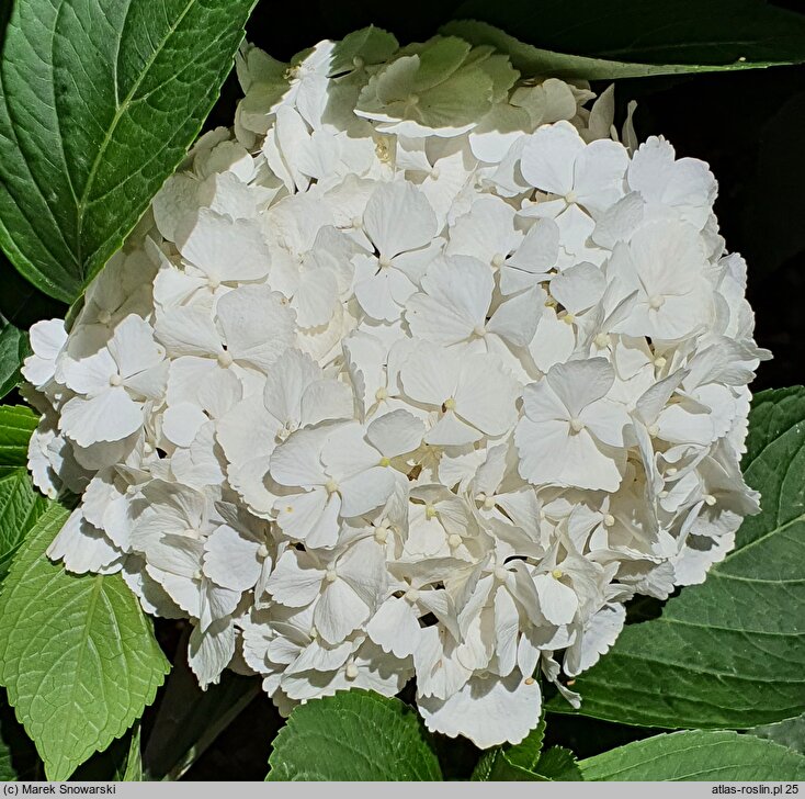 Hydrangea macrophylla Câline