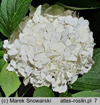 Hydrangea macrophylla Câline