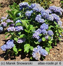 Hydrangea macrophylla Lanzelot