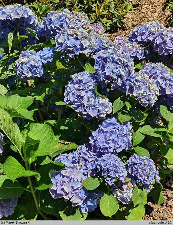 Hydrangea macrophylla Lanzelot