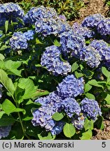 Hydrangea macrophylla Lanzelot