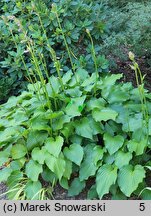 Hosta Fujibotan