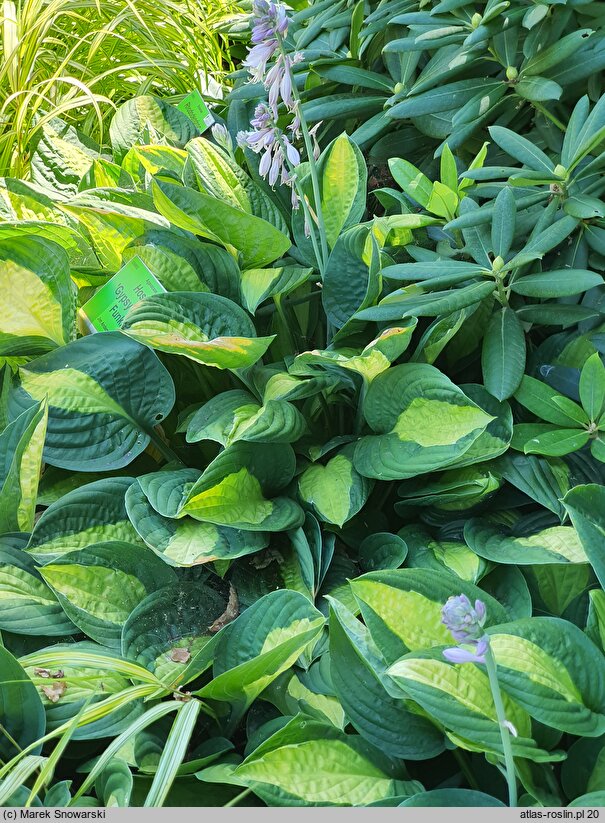 Hosta Gypsy Rose