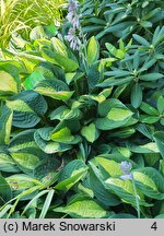 Hosta Gypsy Rose