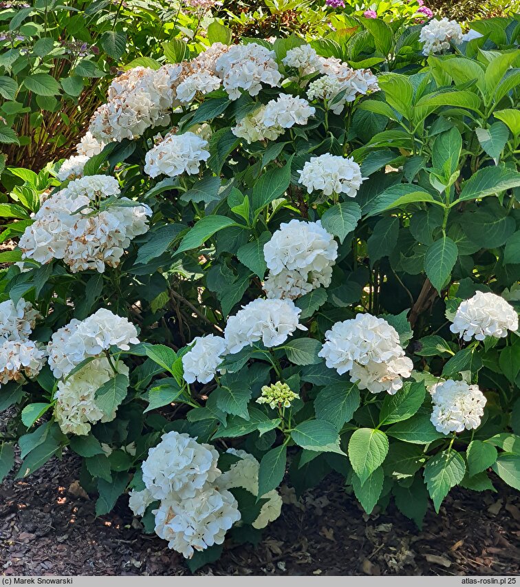 Hydrangea macrophylla Hbabia