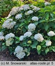 Hydrangea macrophylla Hbabia