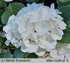 Hydrangea macrophylla Hbabia