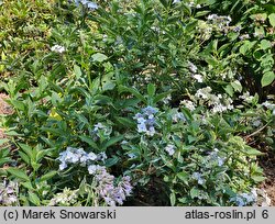 Hydrangea macrophylla Maculata