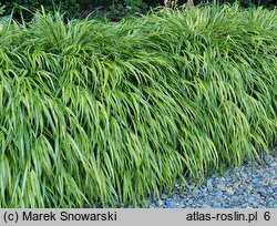 Hakonechloa macra Aureola