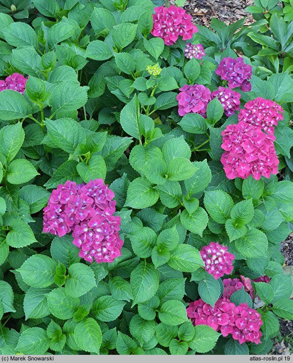 Hydrangea macrophylla HBAspred