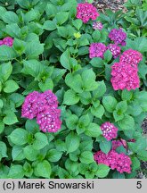 Hydrangea macrophylla HBAspred