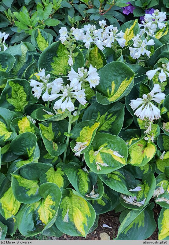 Hosta Sunset Grooves