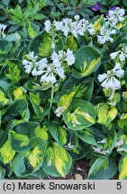 Hosta Sunset Grooves