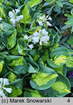 Hosta Sunset Grooves