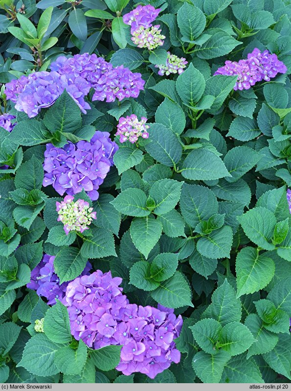 Hydrangea macrophylla Duro