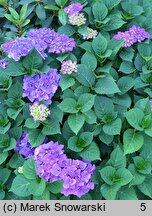 Hydrangea macrophylla Duro