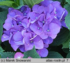 Hydrangea macrophylla Duro