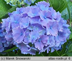 Hydrangea macrophylla Tosca