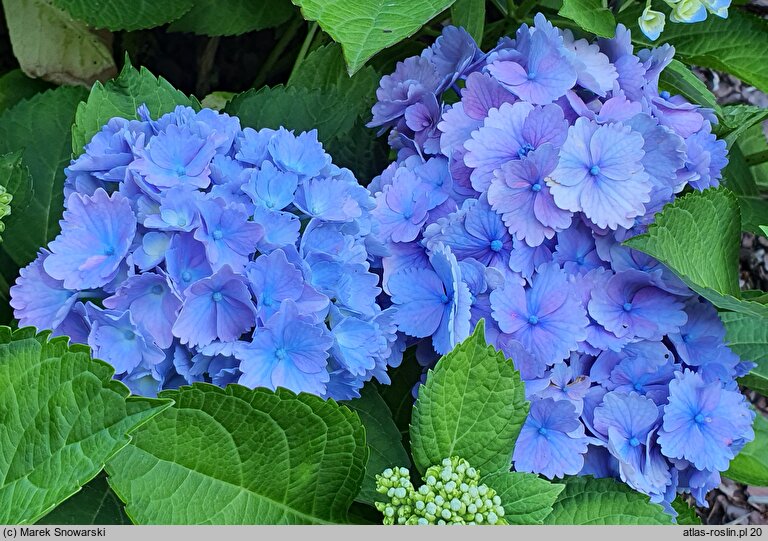 Hydrangea macrophylla Tosca