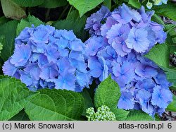 Hydrangea macrophylla Tosca