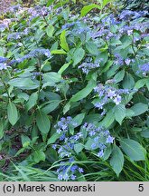 Hydrangea macrophylla Izu-No-Hana