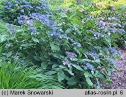 Hydrangea macrophylla Izu-No-Hana