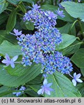 Hydrangea macrophylla Izu-No-Hana