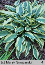 Hosta Wolverine