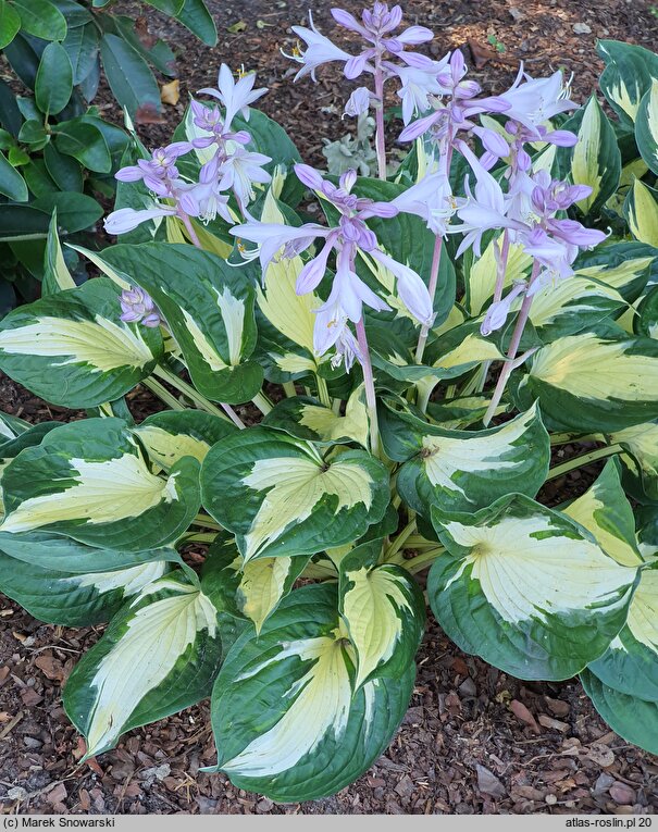 Hosta Eternal Flame