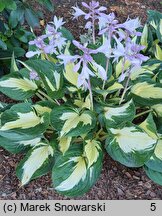 Hosta Eternal Flame