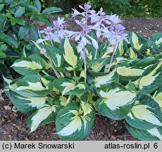 Hosta Eternal Flame