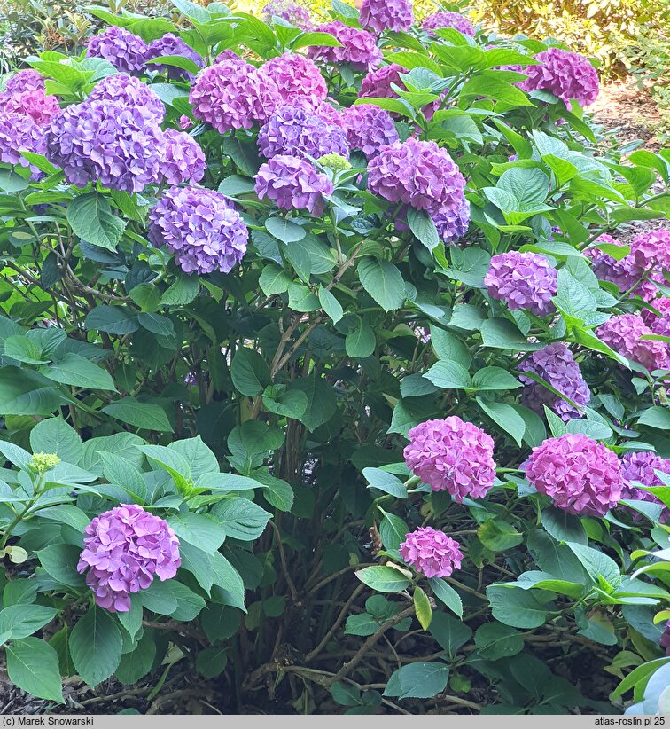 Hydrangea macrophylla Freudenstein