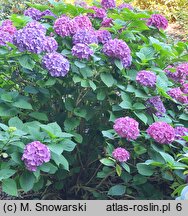 Hydrangea macrophylla Freudenstein