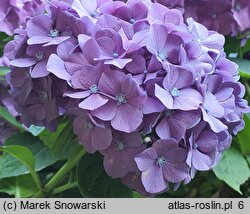 Hydrangea macrophylla Freudenstein