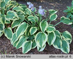 Hosta Leola Fraim