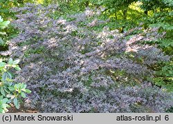 Acer palmatum Emperor 1