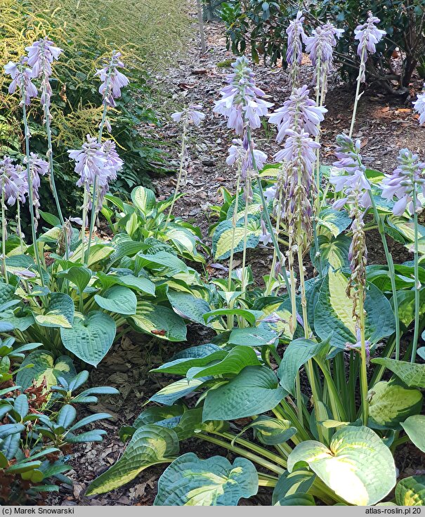 Hosta Fortunei Hyacinthina