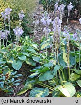 Hosta Fortunei Hyacinthina