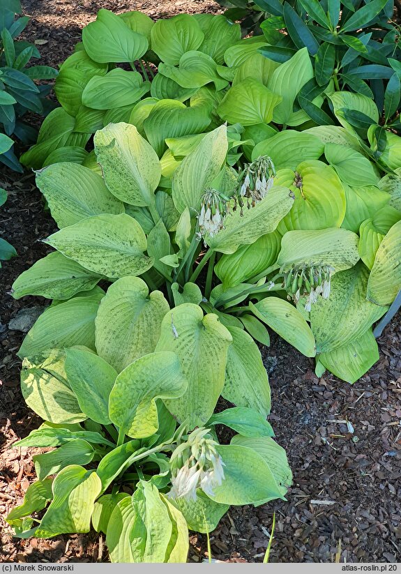 Hosta Golden Waffles