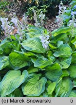 Hosta Lunar Orbit