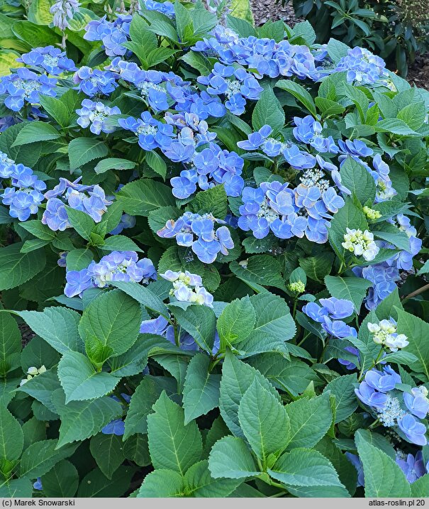 Hydrangea macrophylla Sugar Baby